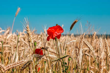 Red poppy flowers in golden wheatの写真素材