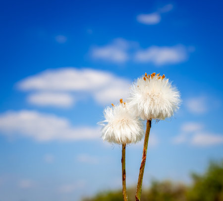 Dandelion flower field over blue skyの写真素材