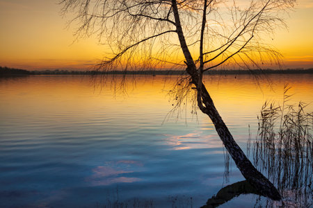 A leaning birch tree on the shore of a lake at sunsetの写真素材