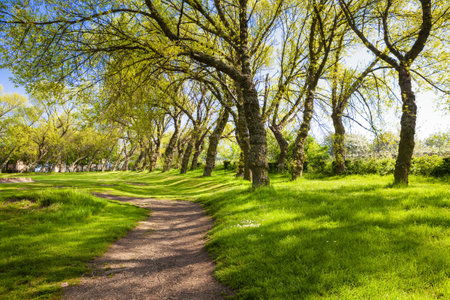 Green city park with leaning trees and pathの写真素材