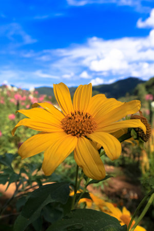 Sunflowerの写真素材
