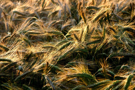 Golden cropの写真素材