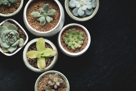Succulent plantsの写真素材