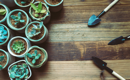 Potted succulents with planting toolsの写真素材