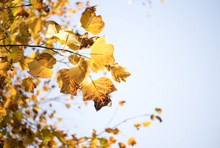 The autumn leavesの写真素材