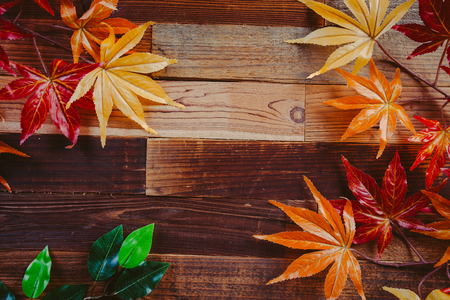 maple leafの写真素材