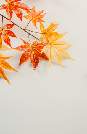 Maple leafの写真素材