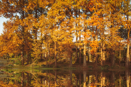 Suburban scenery in the autumnの写真素材