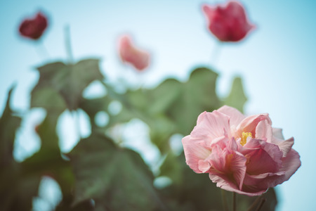 pink flowerの写真素材