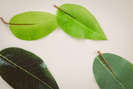 White background with green leavesの写真素材