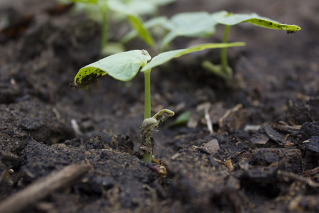 plant bud spouting from soilの写真素材