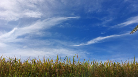sugar cane field with blue sky and white clouds in thailandの写真素材