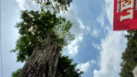 Trees in the forest with blue sky and white clouds background.の写真素材