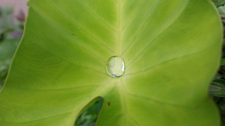 Water drop on green leaf, Water drop on green leaf background.の写真素材