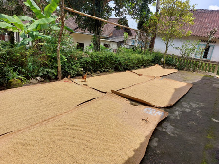 Paddy rice drying on the roof of the house, Thailand.