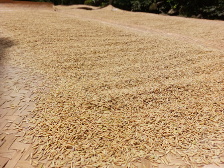 Pile of brown rice on the floor in a rice field.の写真素材