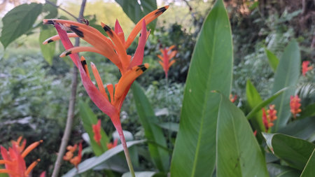 Bird of paradise flower, Heliconia reginae in the garden