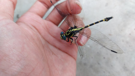 Dragonfly on hand, close up photo of a dragonfly.