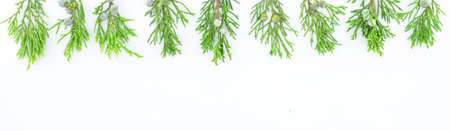 Christmas Border. Branches of thuja on a white background. New Year concept. Copy space.の写真素材