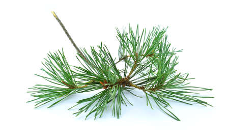 Pine sprig isolated on a white background. Element for christmas design.