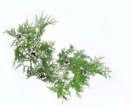 Thuja branch with cones isolated on white background. Christmas concept.の写真素材