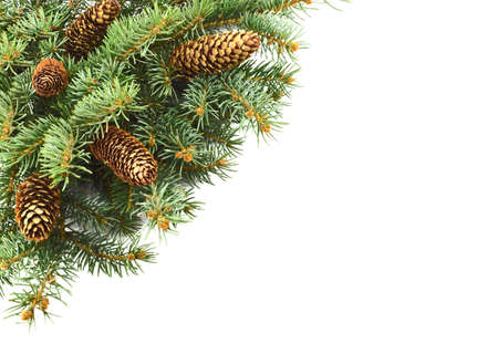 Spruce branch with cones isolated on white background. Copy space.