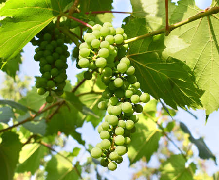 Green unripe young wine grapes in vineyard. Viticulture.の写真素材