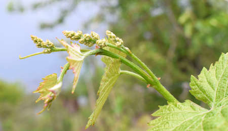 Young grapevine buds and leaves. Young shoot with an ovary of grapes on a natural blurred background. Spring time.の写真素材