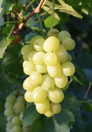 Bunch of grapes. Ripening white grapes in the vineyard. Viticulture.の写真素材