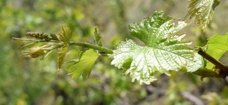 Young grape shoot with developing inflorescence, leaves, tendrils. Young green shoots on grape plant vine in spring. Spring time.の写真素材