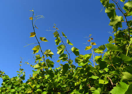 Young vine in the vineyard against the background of the blue sky. Viticulture.の写真素材