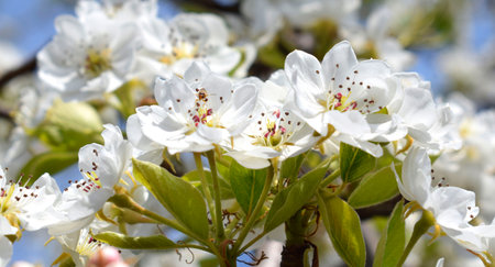 Flowering pears in orchard, inflorescences close-up. Spring time.の写真素材