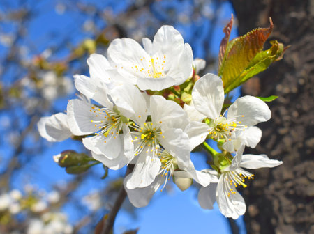 Flowering cherry in orchard, inflorescences close-up. Spring time.の写真素材