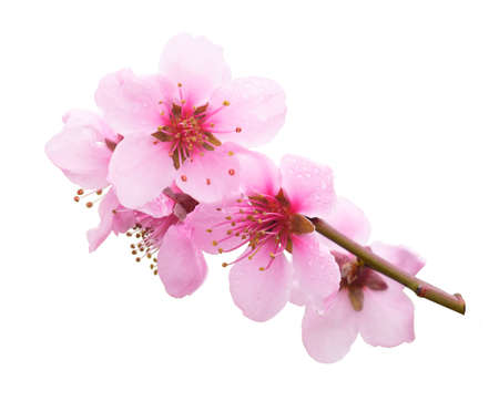 Flowering branch of peach isolated on white background. Spring time.の写真素材
