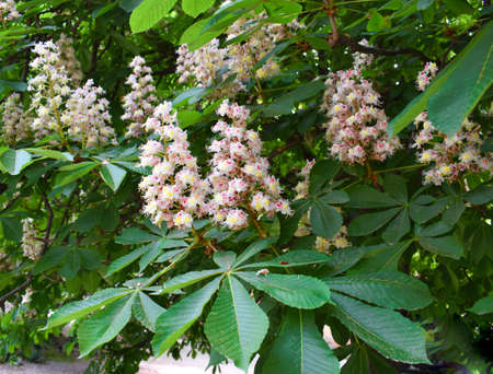 Blossoming chestnut tree in spring. Aesculus hippocastanum.の写真素材