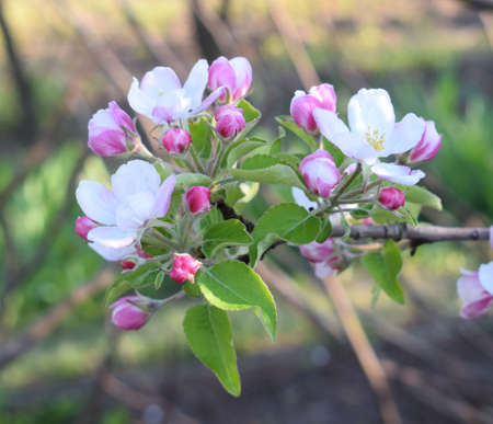White, pink flowers and buds of apple tree . Flowering branches in the spring garden.の写真素材