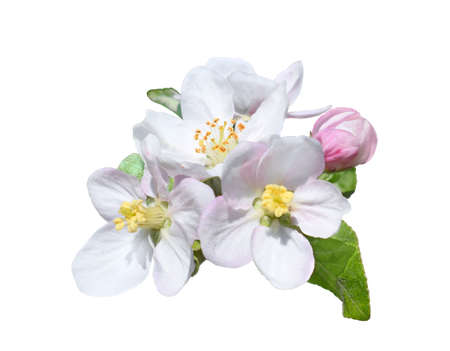 Close-up of a blooming apple tree branch with pink and white flowers isolated on a white background. Spring time.の写真素材