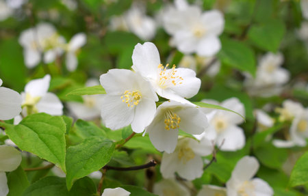 Beautiful white jasmine flowers in the garden. Spring background.の写真素材