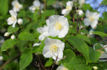 Flowering jasmine. White flowers with dewdrops. Spring time.の写真素材