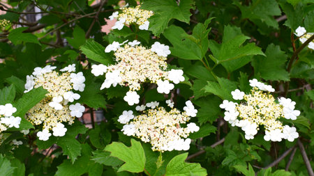 White flowers of viburnum vulgaris, common name: guelder-rose on a background of green leaves. Spring time.の写真素材