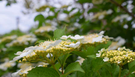 Flowering Viburnum vulgaris (common name: guelder-rose). Inflorescences close-up on a blurred background. Spring time.の写真素材