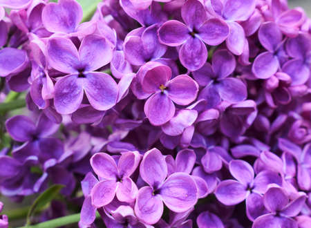 Spring lilac violet flowers close up. Spring time.