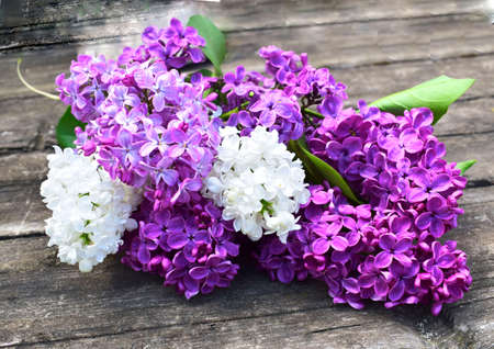 Fresh lilac on an old wooden background. Spring time.の写真素材
