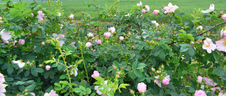 Dogrose blooms. Wild rose flowers. Pink flowers with green leaves on a natural background.の写真素材
