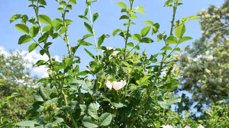 Flowers of a wild rose of delicate pink color against the blue sky. Dogrose. Medicinal plants.の写真素材