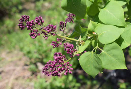 Brush of lilac. The purple buds of ornamental shrubs on a green background. The concept of spring.の写真素材
