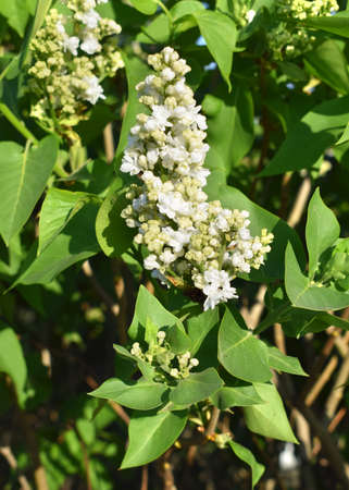 Blooming branches of white lilac.の写真素材