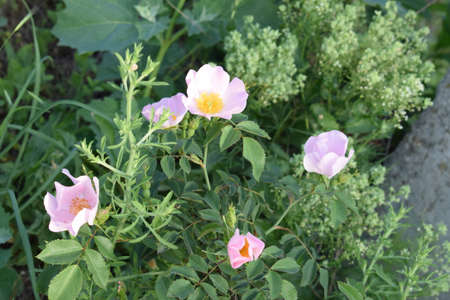 Flowers of a wild rose of delicate pink color of pastel tones. Dogrose. Medicinal plants. Spring time.の写真素材