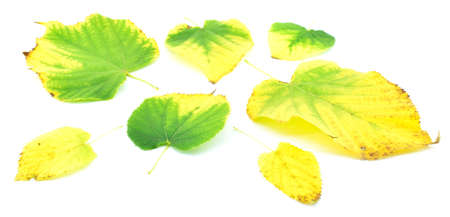 Colored autumn leaves of linden tree isolated on white background. Autumn time.の写真素材