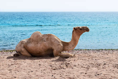 African landscape with camel at Red Sea side. Egypt.の写真素材